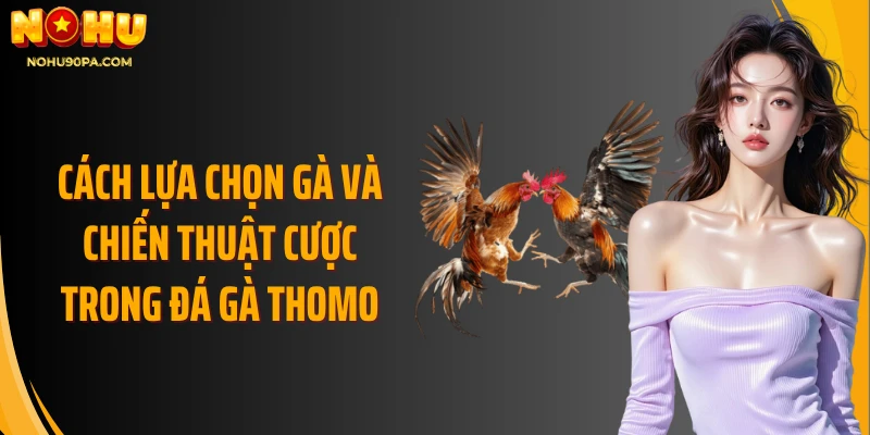 Cách lựa chọn gà và chiến thuật cược trong đá gà Thomo